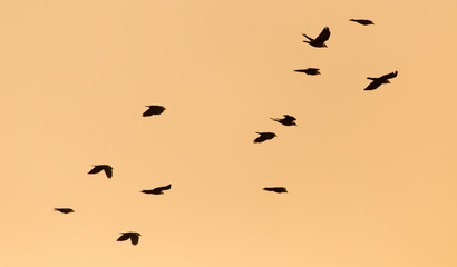 a flock of birds on the golden sunset