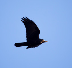 black crow on blue sky in flight
