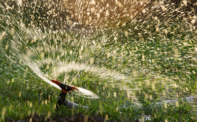 Splashing water from a hose on the lawn