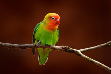 Naklejka na ściany i meble Nyasa Lovebird or Lilian's lovebird, Agapornis lilianae, green exotic bird sitting on the tree, Namibia, Africa. Beautiful parrot in the nature habitat. Brown clear background. Bird in wild nature.