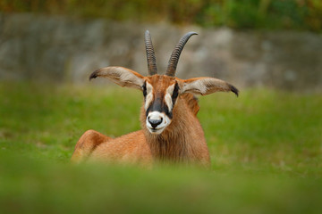 Roan antelope, Hippotragus equinus,savanna antelope found in West, Central, East and Southern...
