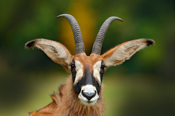 Roan antelope, Hippotragus equinus,savanna antelope found in West, Central, East and Southern Africa. Detail portrait of antelope, head with big ears and antlers. Wildlife in Africa. - obrazy, fototapety, plakaty