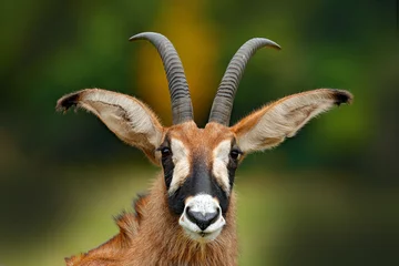  Roan antilope, Hippotragus equinus, savanne antilope gevonden in West-, Centraal-, Oost- en Zuid-Afrika. Detailportret van antilope, hoofd met grote oren en geweien. Wilde dieren in Afrika. © ondrejprosicky