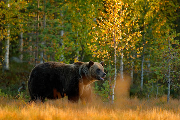 Autumn wood with bear. Beautiful brown bear walking around lake with autumn colours. Dangerous animal in nature meadow habitat. Wildlife scene, Finland. Brown bear hidden in yellow pine birch forest.