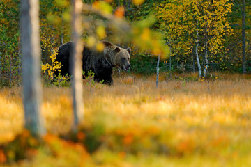 Beautiful brown bear walking around lake with autumn colours. Dangerous animal in nature meadow habitat. Wildlife scene, Finland. Brown bear hidden in yellow pine birch forest. Autumn wood with bear.