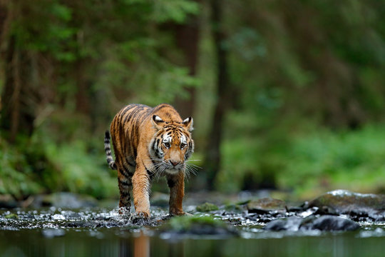 Amur tiger walking in river water. Danger animal, tajga, Russia. Animal in green forest stream. Grey stone, river droplet. Siberian tiger splash water. Tiger wildlife scene, wild cat, nature habitat.