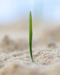 green grass in the sand in the nature