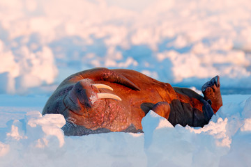 Walrus, Odobenus rosmarus, stick out from blue water on white ice with snow, Svalbard, Norway....
