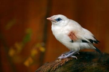 Rothschild's Mynah, Leucopsar rothschildi, at Bali, Idonesia, Asia. Animal in nature habitat. Rare Bird sitting on the branch. Clear forest background. Wildlife scene from Africa. Nature travel.