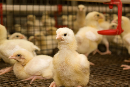 A two-week broiler chickens at the poultry farm