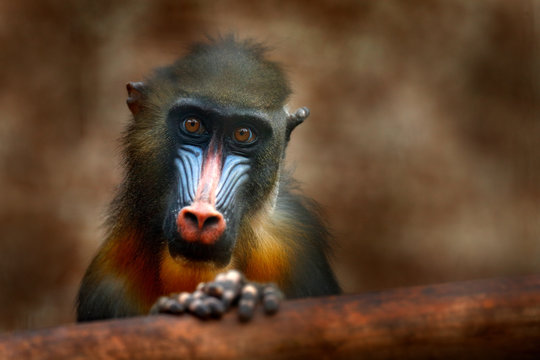 Mandrill, Mandrillus sphinx, primate monkey, sitting on tree branch in dark tropic forest. Animal in nature habitat, in forest. Detail portrait of monkey from central Africa, forest in Gabon.