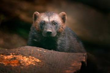 Detail portrait of wild wolverine. Face portrait of wolverine. Running tenacious Wolverine in...