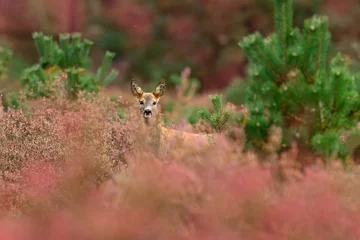 Crédence de cuisine Chevreuil Autumn in nature. Roe deer, Capreolus capreolus, chewing green leaves, beautiful blooming meadow with many white and yellow flower. Animal, flowers and bloom. Hidden deer in pink Heath Moorland.  © ondrejprosicky