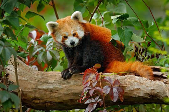 Fototapeta Beautiful Red panda lying on the tree with green leaves. Red panda bear, Ailurus fulgens, habitat. Detail face portrait, animal from China. Wildlife scene from Asia forest. Panda from nature.