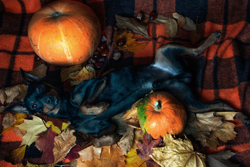 Black dog and pumpkin among the background of autumn leaves. Halloween