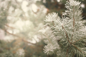 Snow-covered fir tree