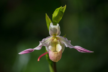 Phragmipedium caricinum orchid