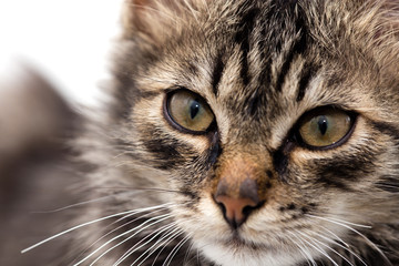 portrait of a cat on a white background