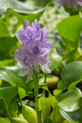 Common water hyacinth plant (Eichhornia crassipes)