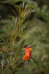 Flowering Rhododendron stenophyllum subsp. angustifolium plant