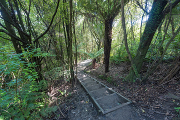 Hiking Trail with steps leading down
