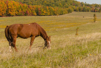 beauty horse standing in middle of meadow autumn 