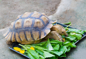 Sulcata or African spurred is the largest tortoise of the African mainland  eating delicious...
