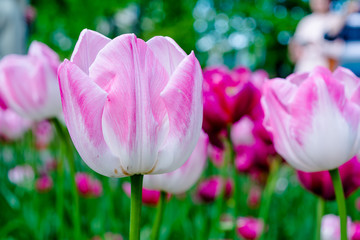 Spring tulip flowers