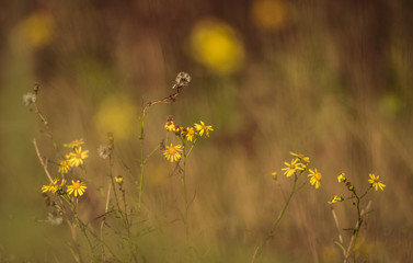 Butterblumen in der Wiese