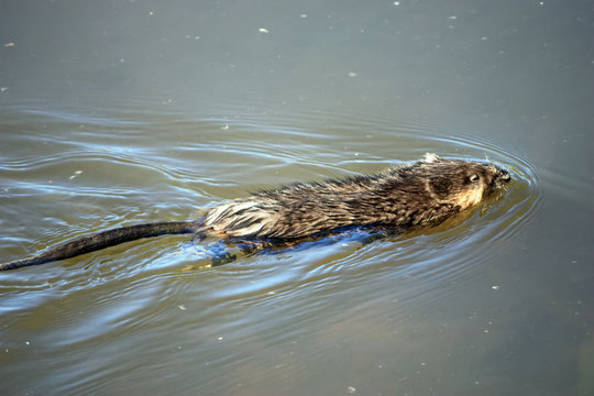 Rat nageant dans la rivi&egrave;re