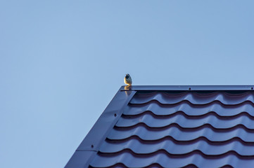 bird sitting on roof on blue sky background