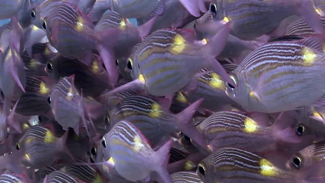 School of unique magical fish underwater of amazing seabed in Maldives. Beautiful background and video footage. Abyssal relax diving. Natural aquarium of sea and ocean. Beautiful animals.