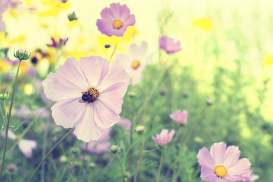 Purple, pink cosmos flowers in the garden with soft blur background in pastel retro vintage style. Cosmos flower (Cosmos Bipinnatus) with blurred background. Cosmos flowers blooming in the garden