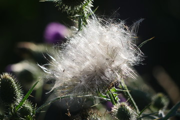 Thistles Seed capsule busted up,Backlit, unfocused background.