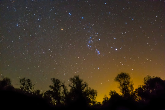 night scene, orion constellation  rising  over a night forest silhouette