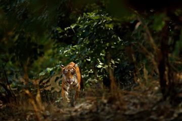 Naklejka premium Indian tiger, wild animal in the nature habitat, Ranthambore, India. Big cat, endangered animal hidden in forest. End of dry season. Tiger walking in green vegetation. Wild Asia, wildlife India.