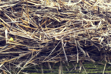 Dry yellow straw grass background texture after havest. Straw bales close-up, natural background.