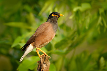 Common Myna, Acridotheres tristis, at Ranthambore National Park. Animal in nature habitat, Asia. Bird sitting on the branch. Clear forest background. Wildlife scene from Africa. Nature travel, India.