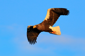 Steller's sea eagle, Haliaeetus pelagicus, flying bird of prey, with blue sky in background, Hokkaido, Japan. Eagle fly, open wings. Eagle flight durring winter. Wildlife scene. Bird on the blue sky.