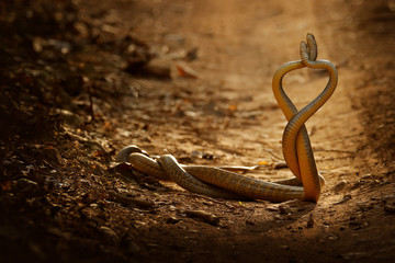 Naklejka premium Snake fight. Indian rat snake, Ptyas mucosa. Two non-poisonous Indian snakes entwined in love dance on dusty road of Ranthambore national park, India. Snake love on gravel road. Wildlife India, Asia.