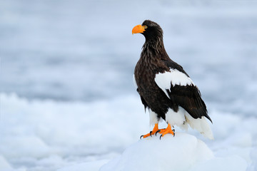 Widlife Japan. Steller's sea eagle, Haliaeetus pelagicus, bird with catch fish, with white snow, Hokkaido, Japan. Wildlife action behaviour scene from nature. Eagle on ice. Winter Japan with snow.