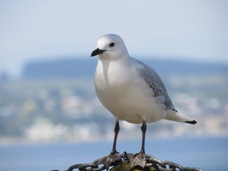 Seagull