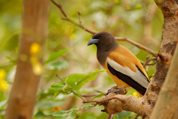 Rufous Treepie, Dendrocitta vagabunda, detail portrait of bird from Ranthambore, India forest, tree branch. Wildlife scene with India birds, art view of nature, green vegetation. Bird in the habitat.