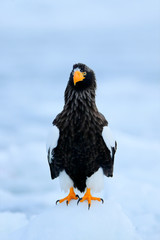 Widlife Japan. Steller's sea eagle, Haliaeetus pelagicus, bird with catch fish, with white snow, Hokkaido, Japan. Eagle on ice. Winter Japan with snow.  Wildlife action behaviour scene from nature.