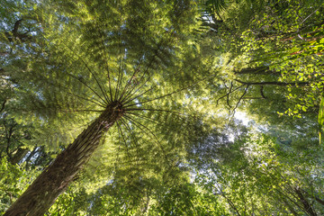 Sunlight through a forest canopy lighting up a fern tree