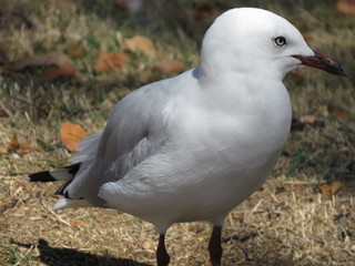 Seagull close up
