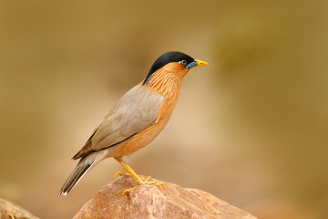Wildlife India. Brahminy myna or brahminy starling, Sturnia pagodarum, bird from India. Myna sitting on the stone, clear background. Birdwatching in Asia. Nature holiday in Ranthambore, India.