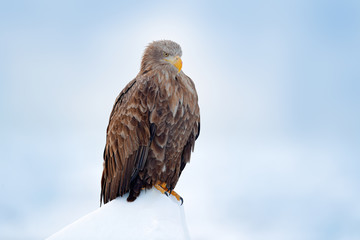 White-tailed eagle, Haliaeetus albicilla, Hokkaido, Japan. Action wildlife scene on ice.  Bird in nature sea habitat, snow with ice. Winter scene with bird of prey. Big bird with snow. Wildlife Japan.