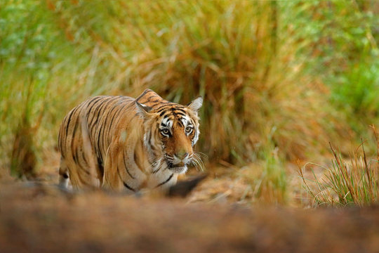 Fototapeta Tiger hidden in lake grass. Indian tiger with first rain, wild danger animal in the nature habitat, Ranthambore, India. Big cat, endangered animal, nice fur coat. End of dry season, monsoon.