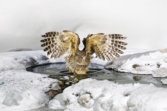 Blakiston's fish owl, Bubo blakistoni, largest living species of owl, fish owl, a sub-group of eagle. Bird hunting in cold water. Wildlife scene, winter Hokkaido, Japan. River bird with open wings.